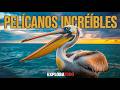 El Fascinante Mundo del Pelícano Un Maestro de la Evolución #pelicans
