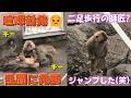【パンチくん日記🐵】食事タイムで喧嘩勃発！拡大して乱闘になりバトルロワイアル(汗)そして二足歩行の師匠が二足大ジャンプした(笑)市川市動植物園【Punch's Diary_2026/7/18】