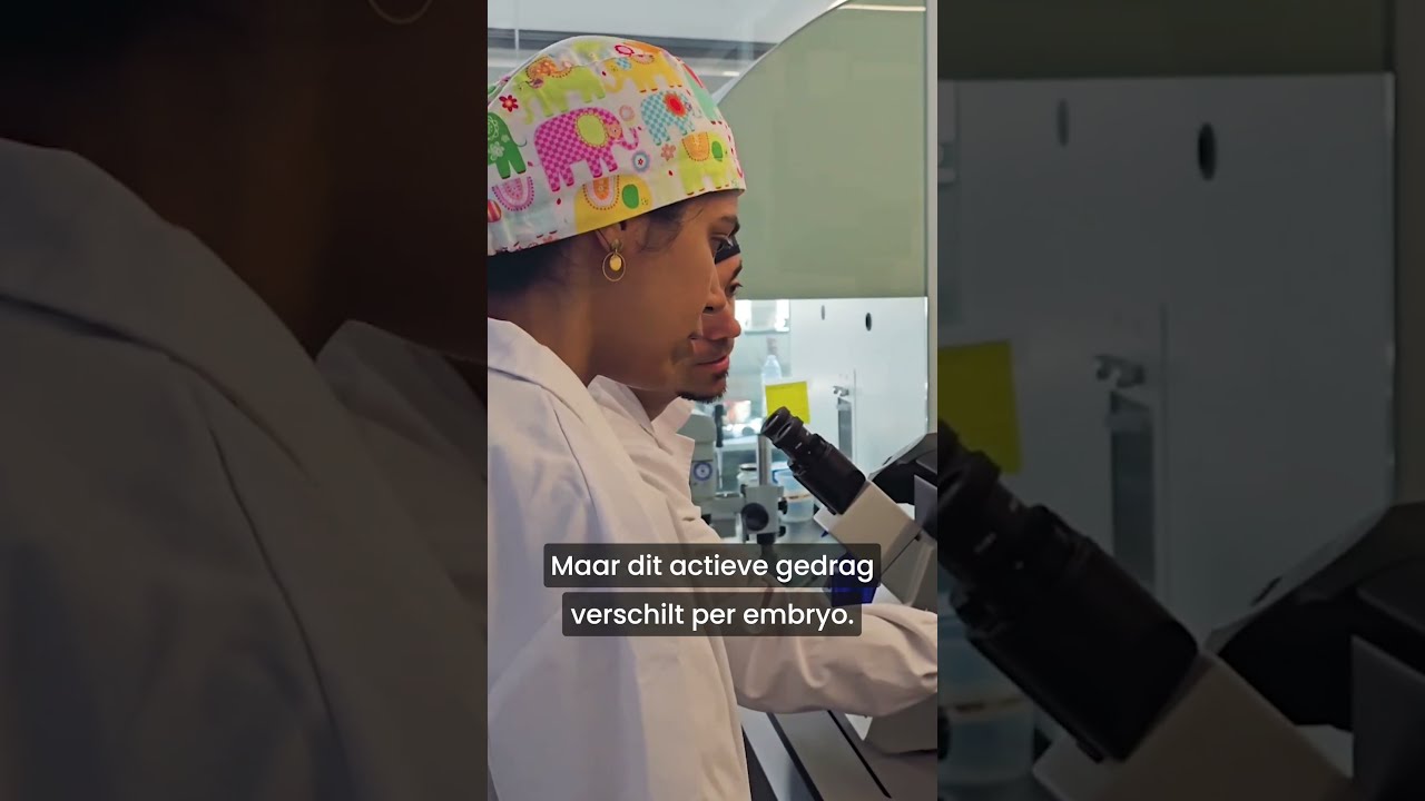 Eerste Live Beelden Van Een Embryo Dat Zich Innestelt