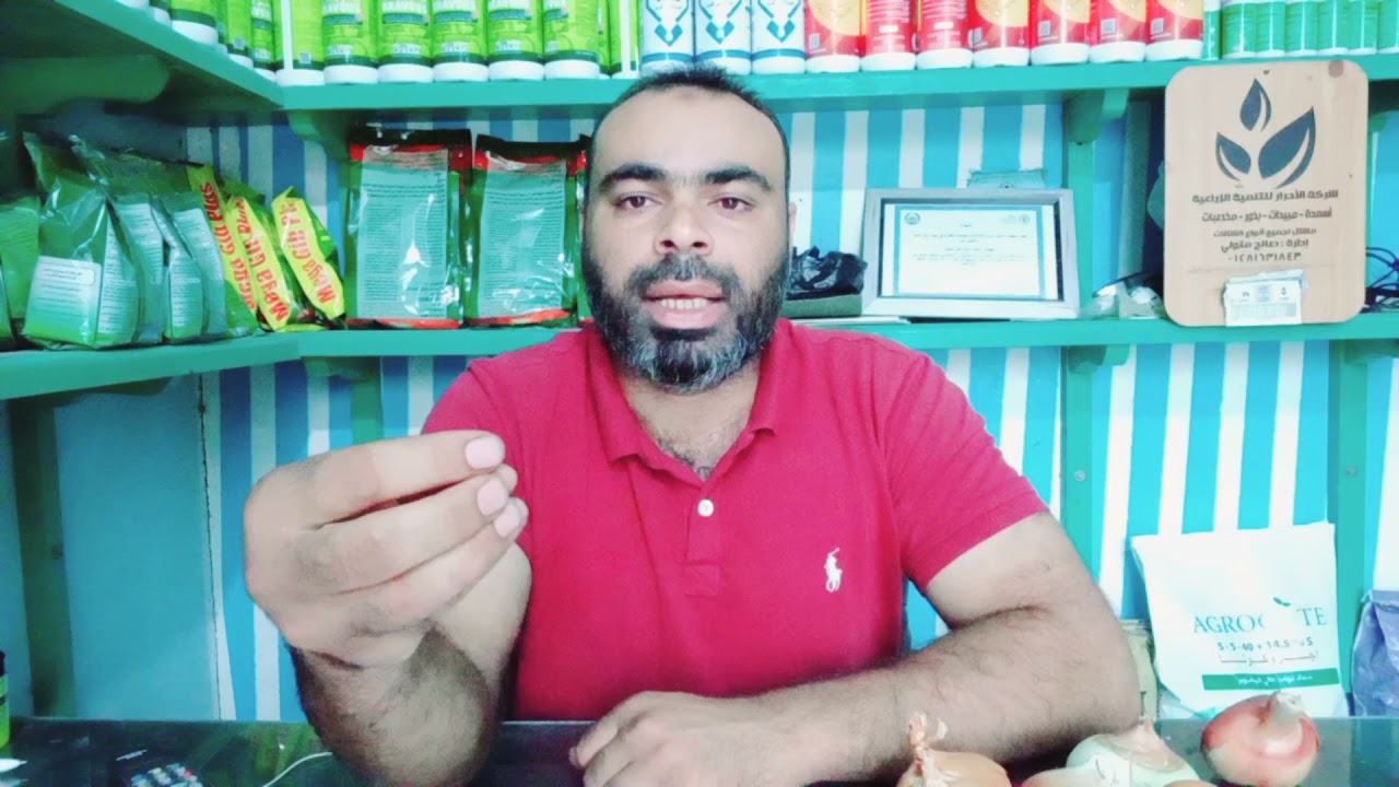 تقاوي البصل المناسبة للزراعة لانتاج بذور البصل