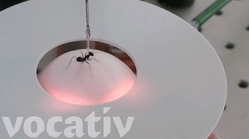 A Treadmill To Test How Ants Navigate Home