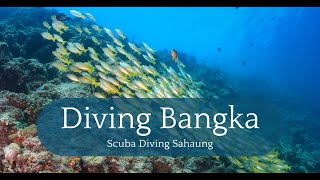 The Best Dive Site on Bangka Island: Sahaung #scubadiving #indonesia #bangka by Diving and Dogs 308 views 1 month ago 9 minutes, 45 seconds