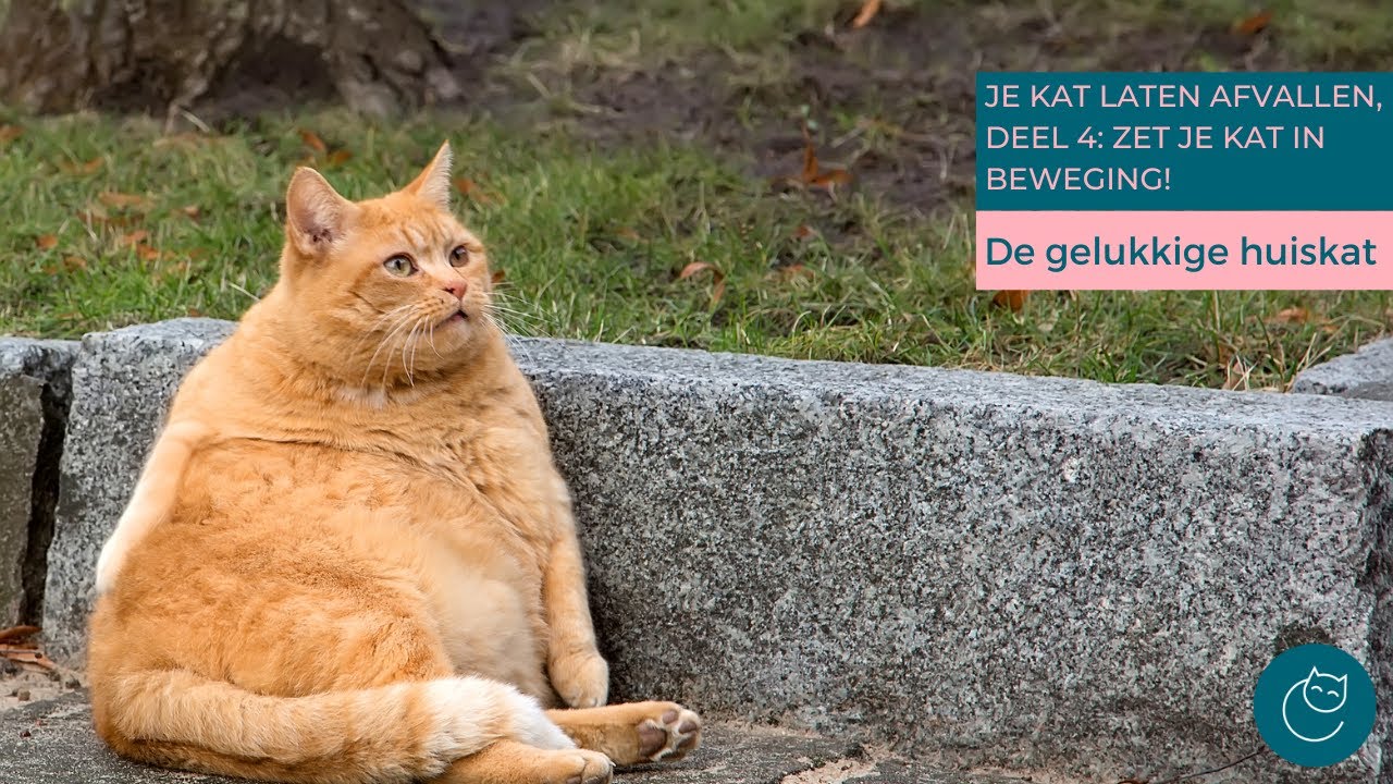 JE KAT LATEN AFVALLEN IN 7 STAPPEN, DEEL 4 - De gelukkige huiskat