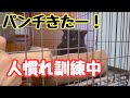 保護猫人慣れ訓練中　手に慣れて欲しい！