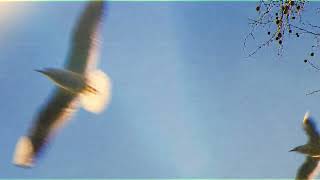 Southbound - Chasing