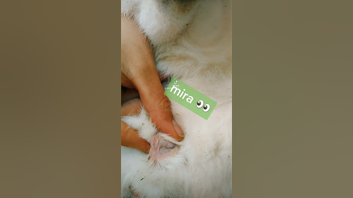 cómo saber si tu conejo es macho o hembra🐰♥️🐰?