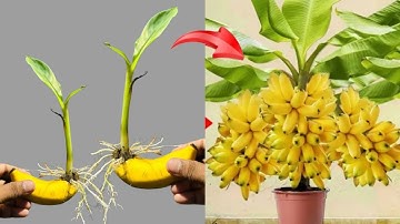 Summary of 4 extremely simple and super effective methods of propagating banana plants at home