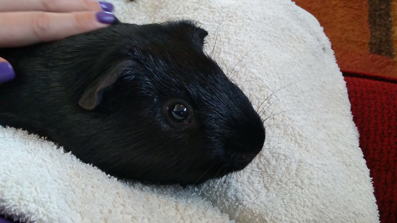 Sweet guinea pig has cuddle time