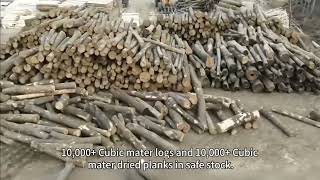 Heze Linkedin Woodwork is located in the hometown of Paulownia wood -- Heze City, Shandong Province