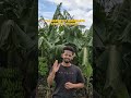 🌱 Welcome to my Farming Journey! 🚜 🌾#FarmingJourney #Kalaburagi #APMC #farmer #IndianFarming #Raitha