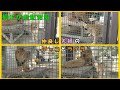【桐生が岡動物園】仲良しライオン夫婦（チャコに甘えるライラ）