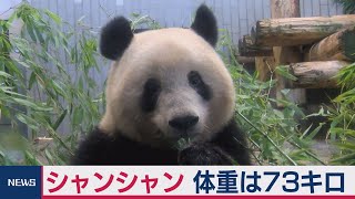 シャンシャン 体重は73キロ