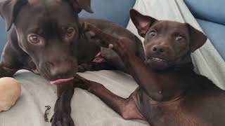 Living With Patterdale Terriers - Some Impressions And Tales Of The Black Fell Type Hunting Dogs