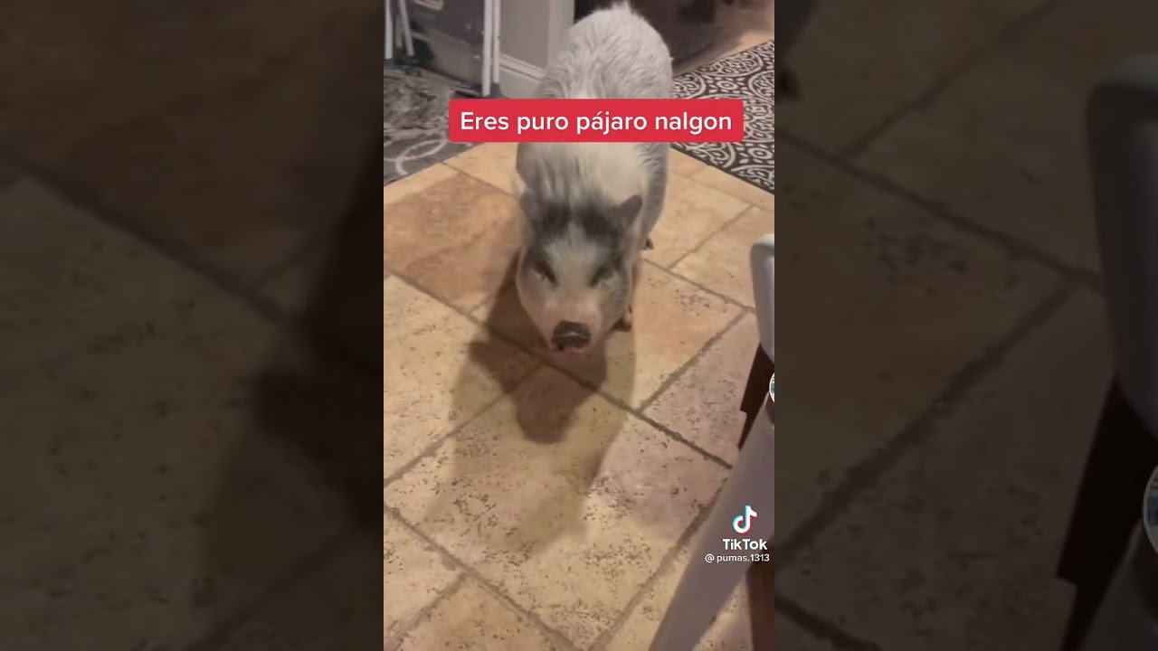 Eres puro pájaro nalgon jaja #shorts - YouTube