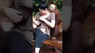 monkey sexy | Instagram superb rells video | #rells #shorts