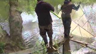 Whitebaiting 2013 Hokianga New Zealand
