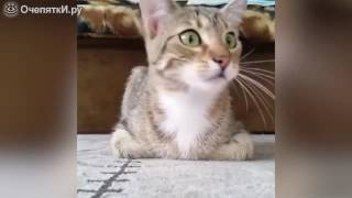 Кот смотрит ужастик Кот смотрит ужастик
