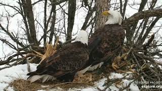 Decorah North Bald Eagle cam, explore.org, January 31, 2022 (2)