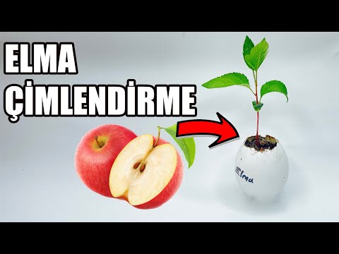 Elma Çekirdeği Çimlendirme | Çekirdekten Elma Ağacına