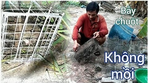 Bẫy chuột không cần mồi.tập 21.cuộc sống dân dã.Minh khôi vlogs