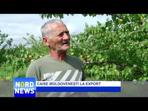 CAISE MOLDOVENEȘTI LA EXPORT