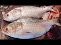 Most Popular Bangladeshi Padma Ilish Fish Cutting in Fish Market | Hilsa Fish Cutting