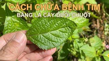 Cách dùng cây đuôi chuột chữa bệnh tim mạch đúng và hiệu quả | CTQT6455#97