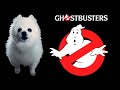 Ghostbusters em cachorrs  especial halloween