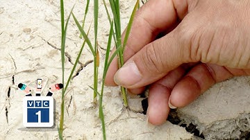 Nghệ An: Dồn lực "cứu lúa"