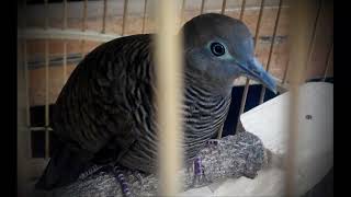 Mitos Burung Perkutut Yang Masih Dipercaya Banyak Orang