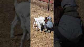 Three baby goat jump on little boy in pen