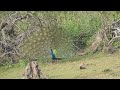 Indian Peacock Courtship Display at Kabini | Stunning Wildlife Safari Footage