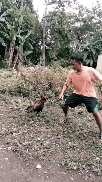 LUCUNYA DIPUKUL AYAM GALAK 😂😂😂 #lucungakak #lucu #lucubanget  #funyvideo #funyvideos  #shorts
