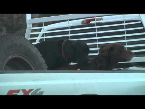 Bonus Video: Dogs Loving (in) Pickup Trucks