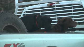 Bonus Video: Dogs Loving (in) Pickup Trucks