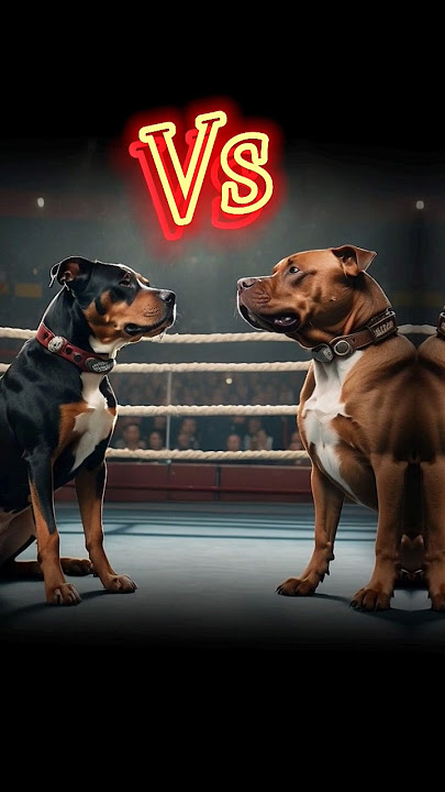 pitbull vs rottweiler real fight | rottweiler vs pitbull real fight #pitbull #pitbulldog #rottweiler