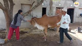 cow pneumonia Treatment