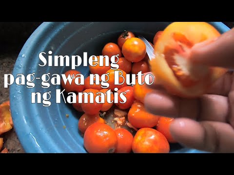 Video: Eco Tomato, Nakokolekta Na Mga Binhi Ng Kamatis