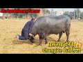 👍देखिए -Champion Murrah Bull -Tyson (टायसन)  कैसे तैयार हुआ है।👍.