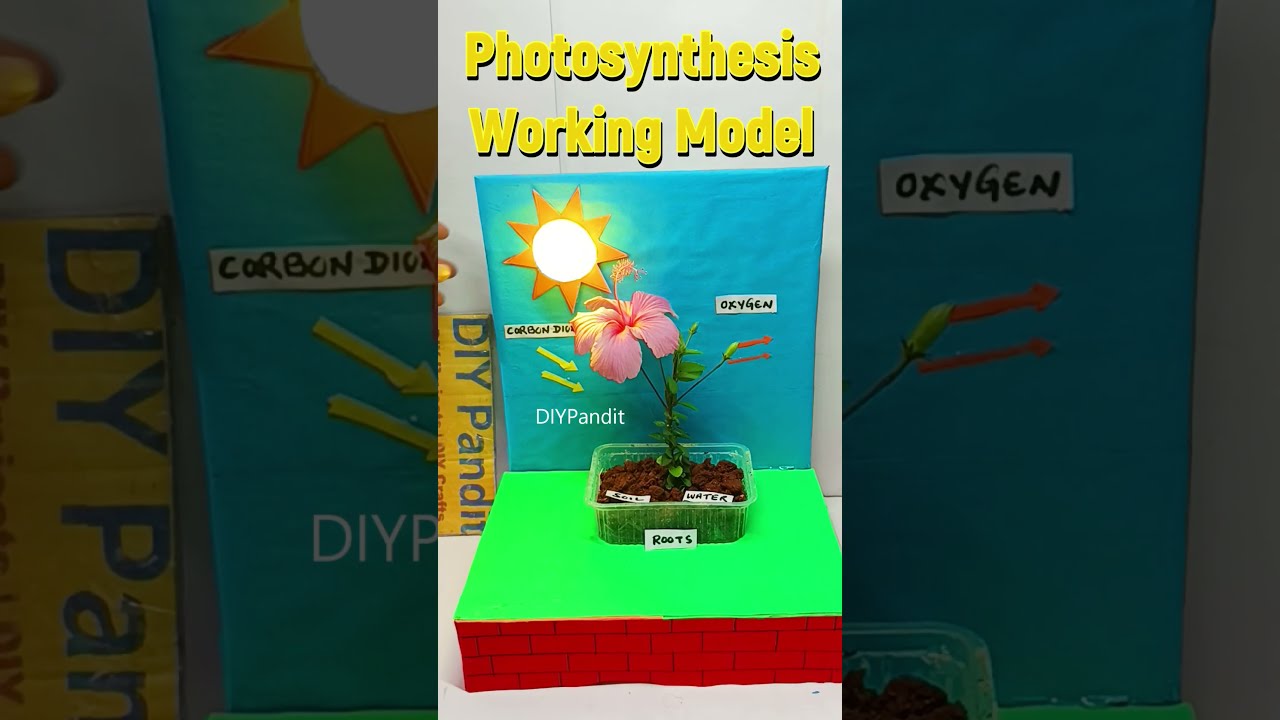 Photosynthesis Working Model Shorts Diypandit DIY Pandit