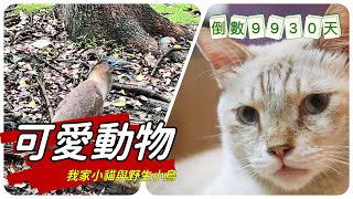 天氣不好放輕鬆，今天擼貓看小鳥_人生倒計時9930天