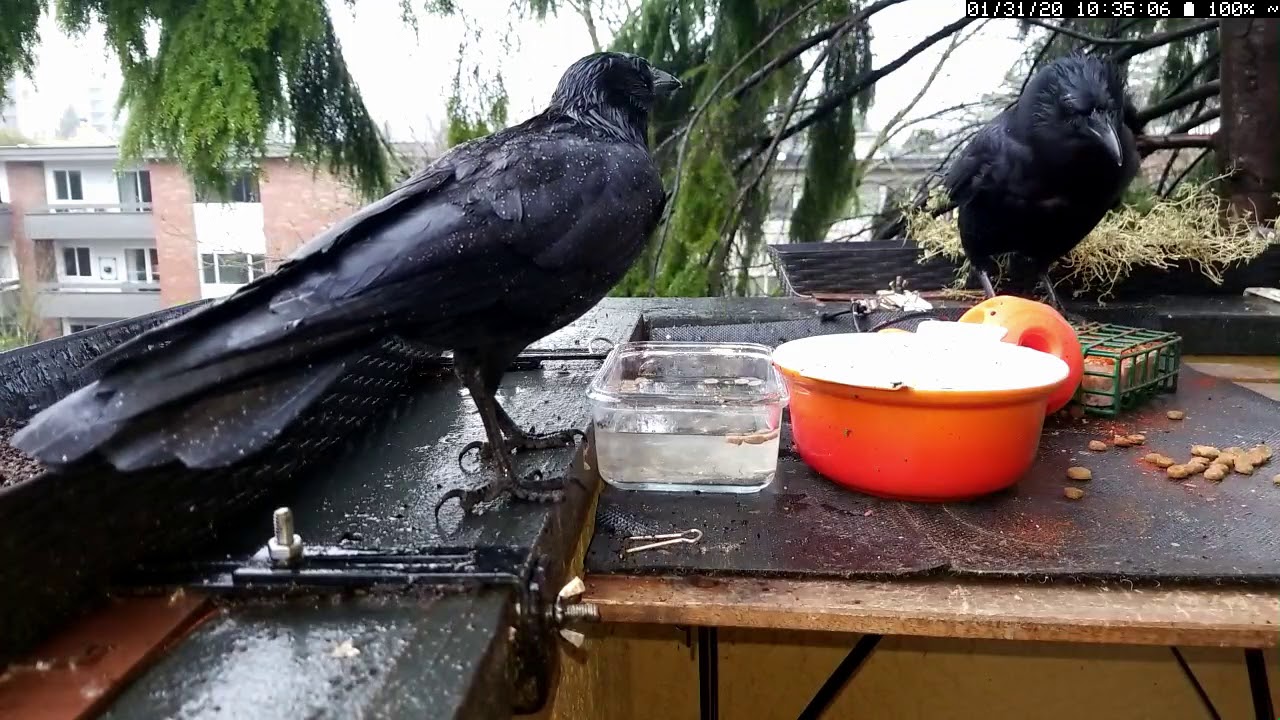 Wet Crows Chowing Down - YouTube