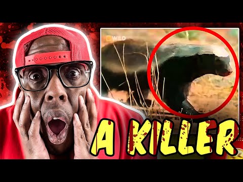 Crazy Nasty Honey Badger (Original narration by Randall)