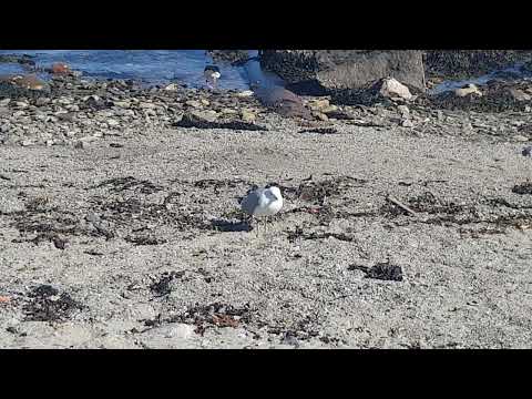 Common gull or sea mew walking along the beach