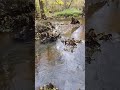 Речка Чурилиха в парке "Кузьминки" #москва #кузьминки #речка