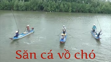 SĂN CÁ VỒ CHÓ Ở CÀ MAU
