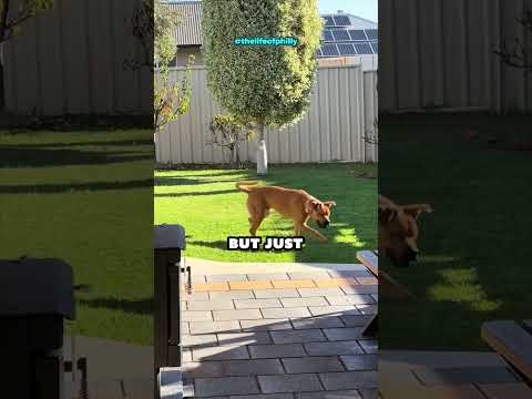 He Couldn't Find His Ball... 🥺
