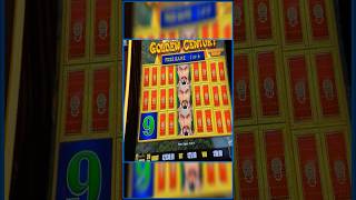 I Cant Believe What This Screen Paid Golden Century Dragon Link shorts