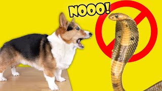 CORGI  SNAKE Compatibility Test || Life After College: Ep. 729