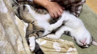 飼い主に心配される程寝相が個性的な猫